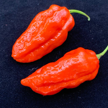 Komodo Dragon - Seeds - The Pepper Pantry (Formerly Marie Sharp's)